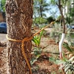 redmi note 5 pro tree rope