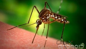 Por que nos muerden los mosquitos portada